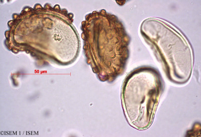 ISEM 1/Davallia_canariensis_82304/Davallia_canariensis_82304_0001(copy)_thumb.jpg